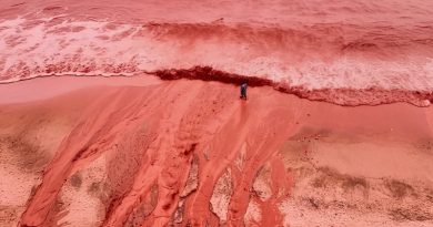 I volti della guerra: il rischio ecologico